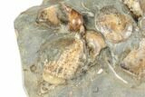 Fossil Ammonite (Sphenodiscus) & Gastropod Association - South Dakota #189357-4